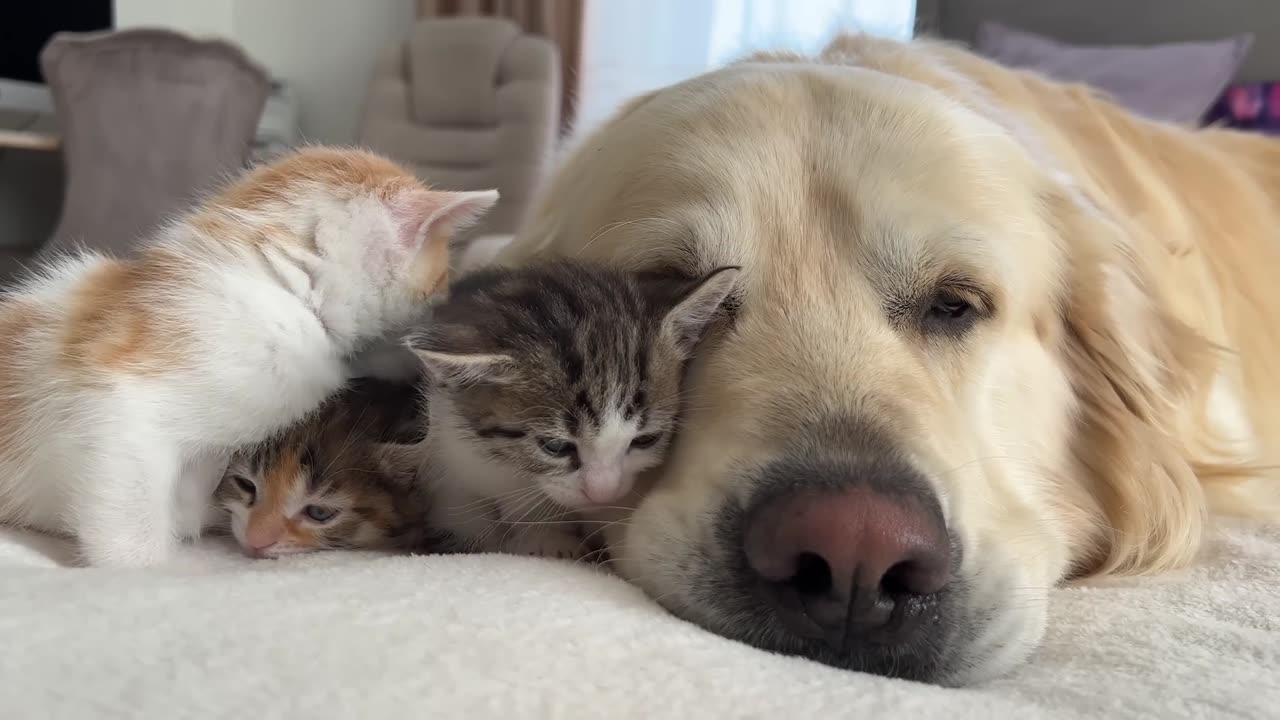 How the Golden Retriever and New Tiny Kittens Became Best Friends [Cutest Compilation]