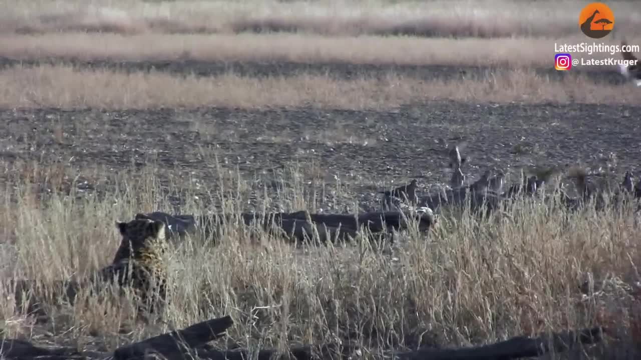 LEOPARD HUNTING JACKAL THAT IS HUNTING BIRDS