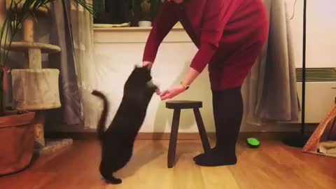 Cat training inspurration...🐈‍⬛