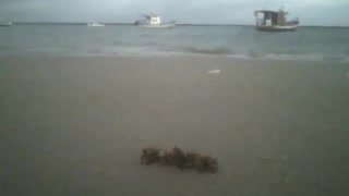 Filmando um sargaço na areia da praia, barcos de pesca e o mar [Nature & Animals]