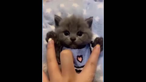 Funny animals 2024