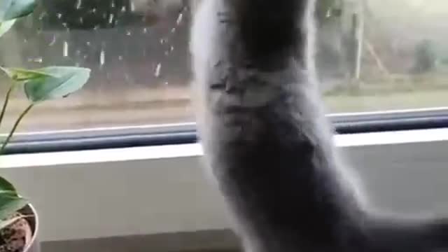 Cat enjoy rain🌧️🌧️🌧️🌧️🌧️🌧️