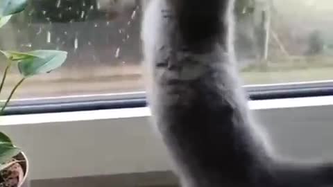 Cat enjoy rain🌧️🌧️🌧️🌧️🌧️🌧️