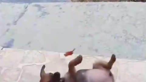 🦮Cute &Funny Dog Frank