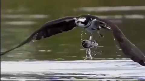 Wonderful moment of osprey fishing