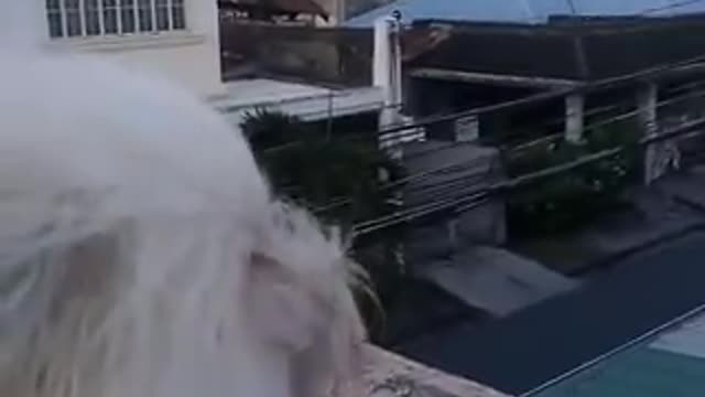 Havanese enjoying the windy day