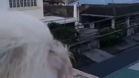 Havanese enjoying the windy day