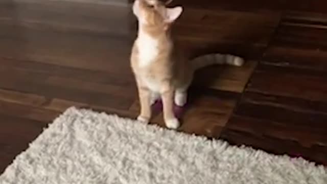 She is faster than light | Cute cat