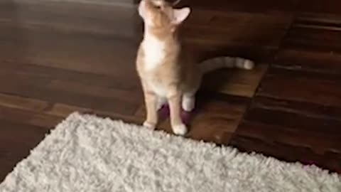 She is faster than light | Cute cat