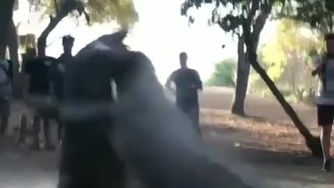 wild animal fight!!! ancient animal komodo dragon fight