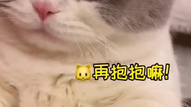 Cute Cats and Funny Animals Compilation 😹 Try Not To Laugh Challenge - Cute Cat 079