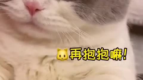 Cute Cats and Funny Animals Compilation 😹 Try Not To Laugh Challenge - Cute Cat 079