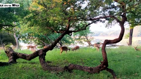Ranthambore National Park , India💓