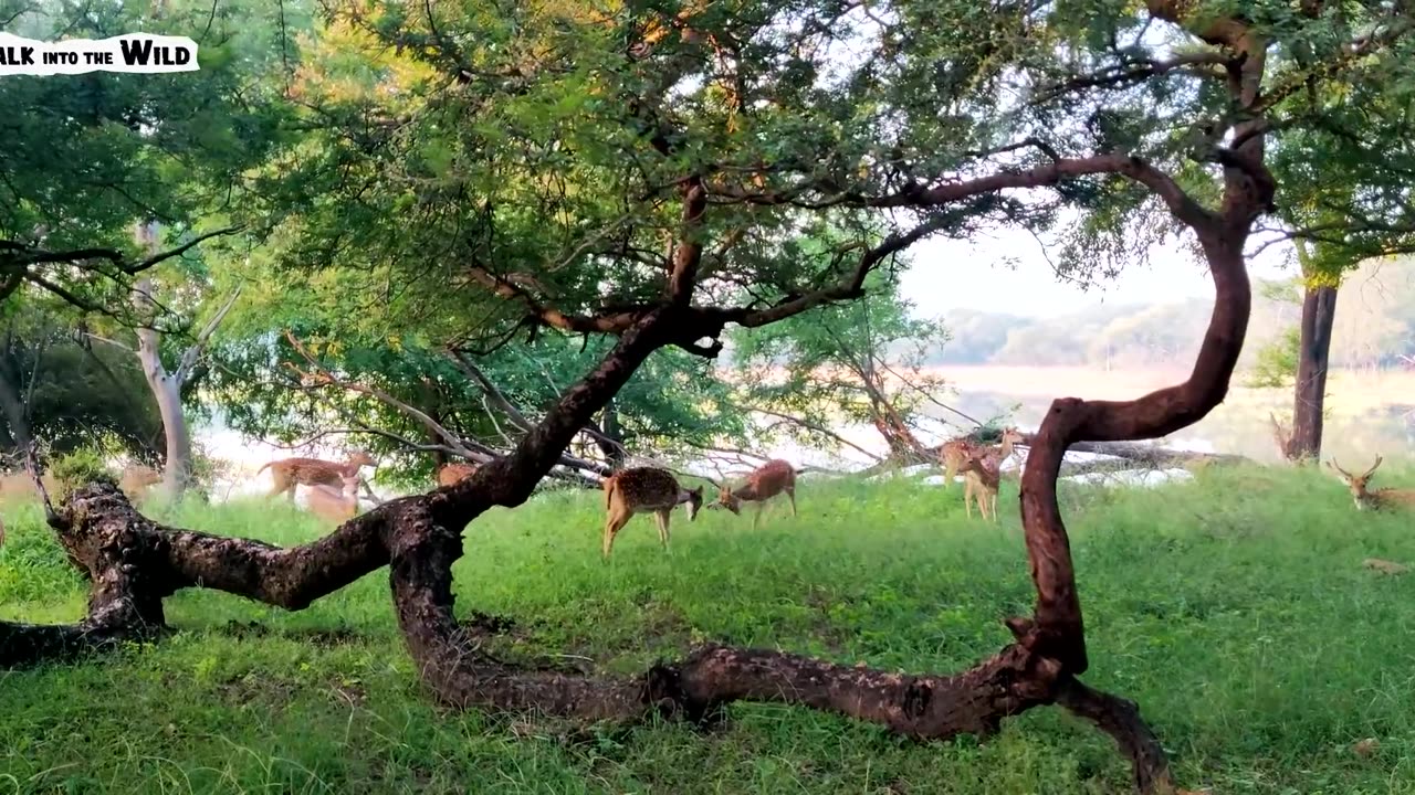 Ranthambore National Park , Indiađź’“