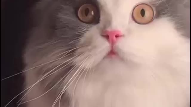Funny Cat Videos!!
