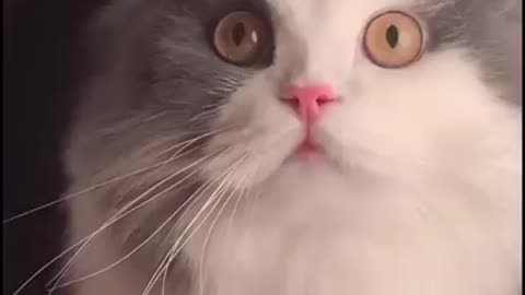 Funny Cat Videos!!
