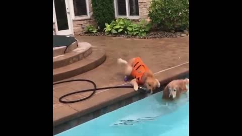animals being jerks