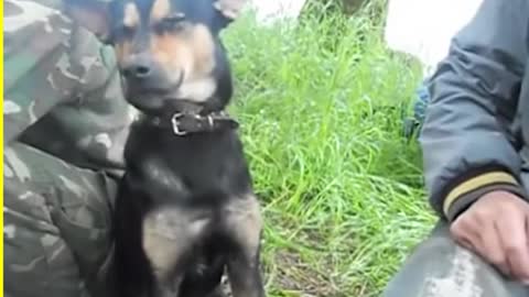 Funny Dogs Fail Compilation