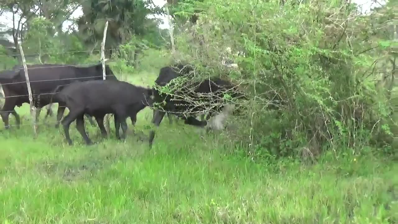 Dogo Argentino brings down cow