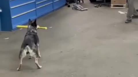 "Golf Pro Pup: Dog's Hilarious and Perfect Golf Swing!"