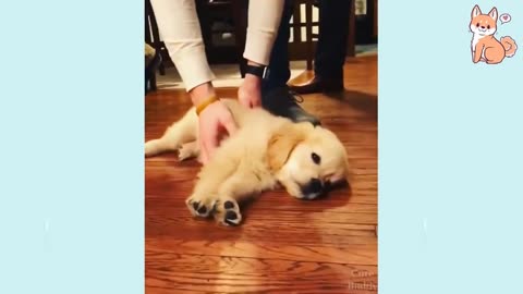 You will laugh at all the DOGS 🤣 Funny DOG Videos 😂🐶