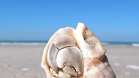 Wht is the name of this anima.