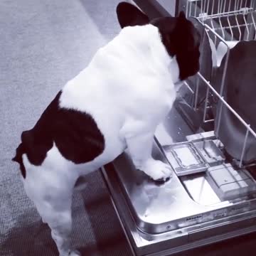 French Bulldog thinks he's a dishwasher