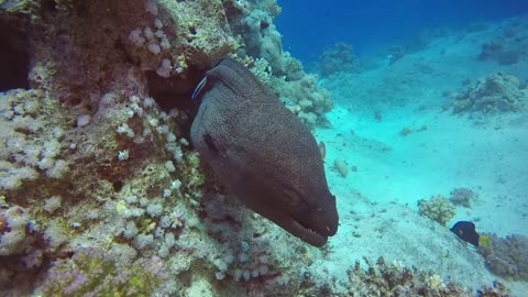 Undersea World, blue deep underwater