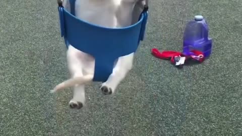 Funniest Cutest Labrador Puppies Video 03