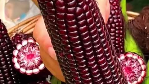 Black corn harvest // viral corn //