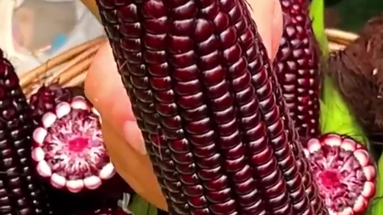 Black corn harvest // viral corn //