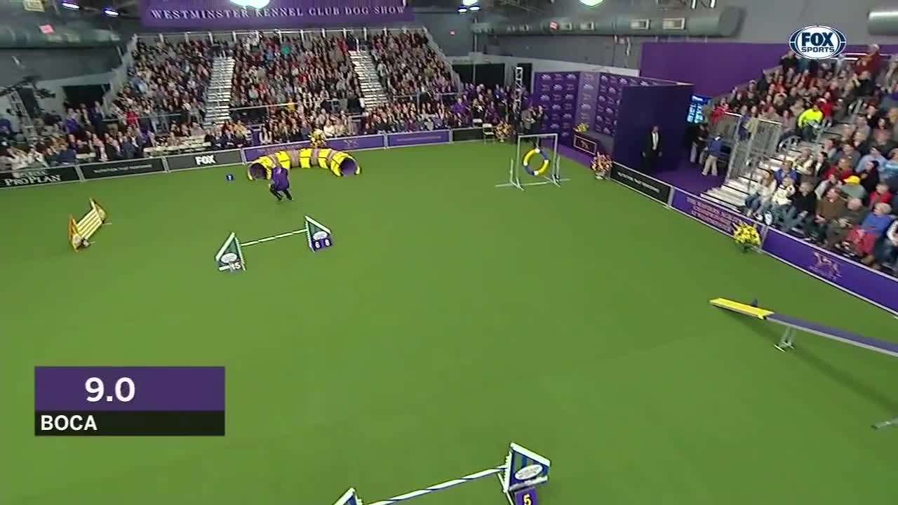 Check out the best of the 2019 WKC Masters Agility Championship | FOX SPORTS
