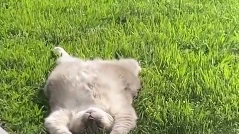 Just a cat sunbathing