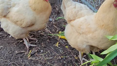 OMC! With a little food - Most chickens forget about being let out! 🤣❤️🐔 #chickens #feeding #shorts