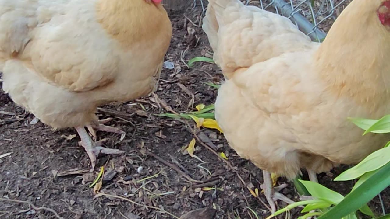 OMC! With a little food - Most chickens forget about being let out! 🤣❤️🐔 #chickens #feeding #shorts
