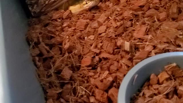 "Flash" super pastel pinstripe enchi odium pos Mojave