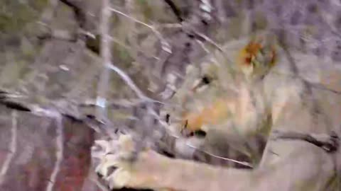 Lioness Leaps Over Nyala with Grace and Agility