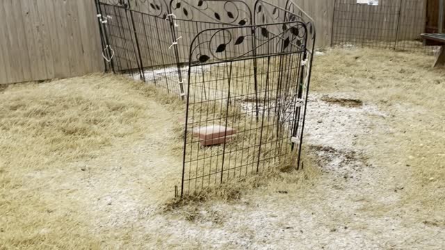 Sleet
