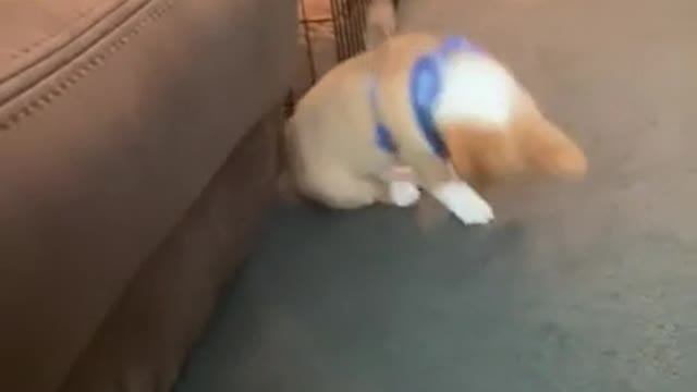 Dramatic puppy
