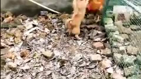 Dog and chicken funny moments