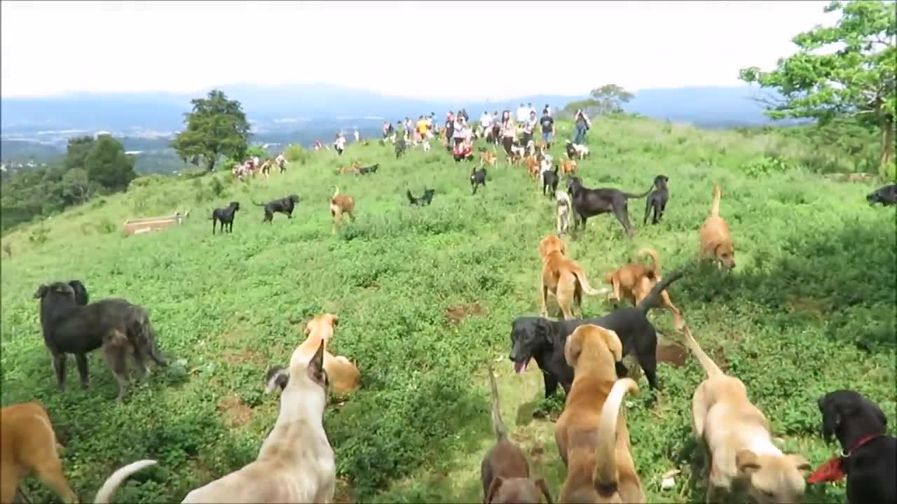 Territorio de Zaguates Dog Rescue Ranch Sanctuary in Costa Rica