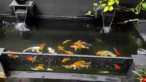 Koi fish pond