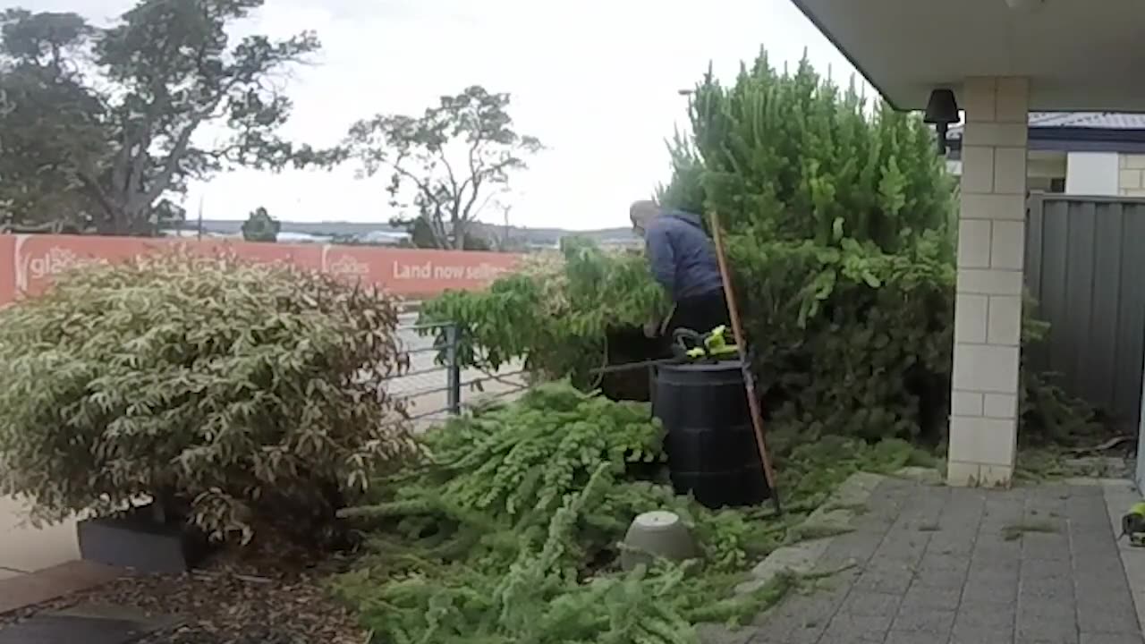 Trimming the Hedges Timelapse - Mar 2023 with Ryobi One+ 18V Cordless Hedge Trimmer