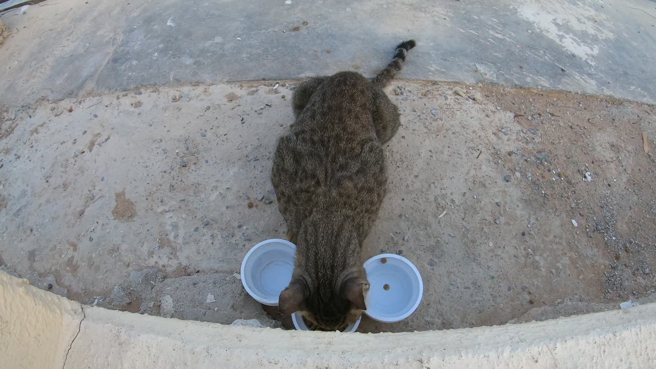 MICHAEL JACKSON - Homeless cat in Ras Al Khaimah, UAE #cat #cats #MichaelJackson #emirates #ae #UAE