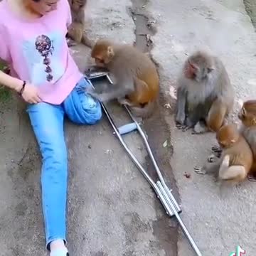 The amputee girl and the monkey