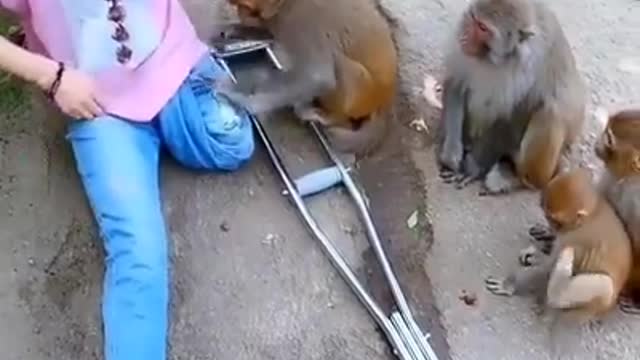 The amputee girl and the monkey