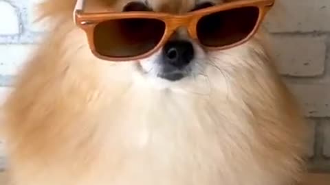 Dog sunglasses funny video