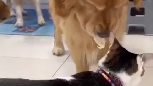 ULTIMATE Funny Dog Videos Sharing food 😅 #dog #dogs #doglover #dogsofinstagram