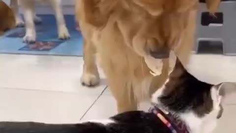 ULTIMATE Funny Dog Videos Sharing food 😅 #dog #dogs #doglover #dogsofinstagram