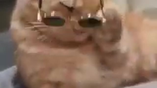 Funny cat